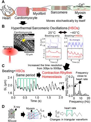 Does the Hyperthermal Sarcomeric Oscillations Manifested by Body Temperature Support the Periodic Ventricular Dilation With Each Heartbeat?